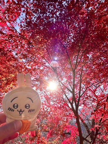 太陽ともみじとうさぎ