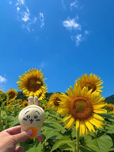 ひまわり畑に行きました