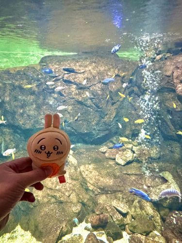 水族館に行きました