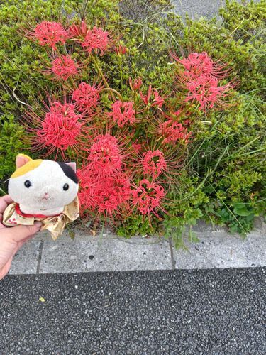 赤い花と✧p📷qω•,,´)ﾊﾟｼｬ✧