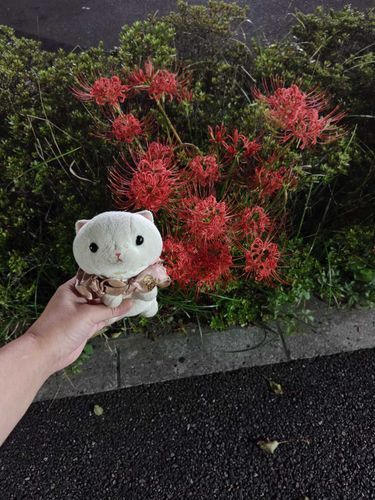 夜は妹ちゃんが✧p📷qω•,,´)ﾊﾟｼｬ✧