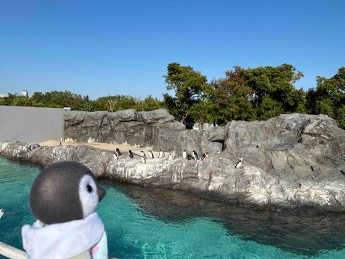 ペンギンちゃんと一緒に見てきたよ〜🐧
晴れてて気持ちよかった！🥳