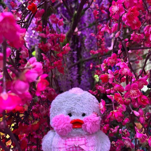 🌺