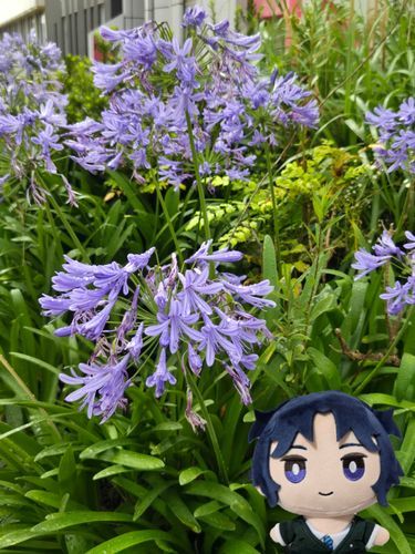 『アガパンサスだよ。花言葉、知ってる？──ギリシャ語で「愛の花」──"agape（愛）"と"anthos（花）"を合わせた名前なんだ。
花言葉は「恋の訪れ」「知的な装い」「誠実な愛」』