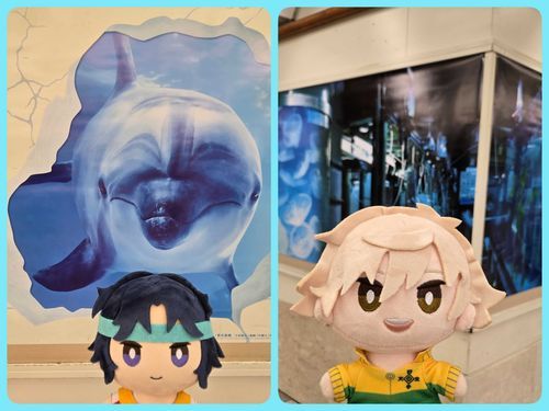 🐬🪼