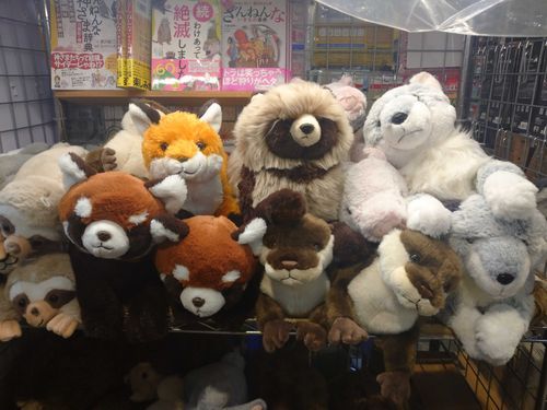 あまりにも連れてってほしそうだったから🦊