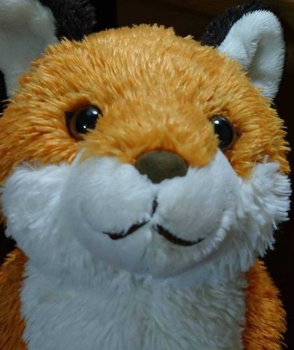 カメラ目線ありがとう🦊かわいいね🦊