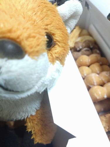お土産にドーナツをもらったよ🍩