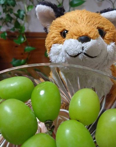 シャインマスカット美味しいね🍇