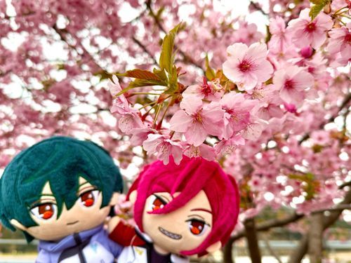 郁弥｢桜も咲いてたよ｣
凛｢桜を見ると春が来た！って感じるよな🌸｣