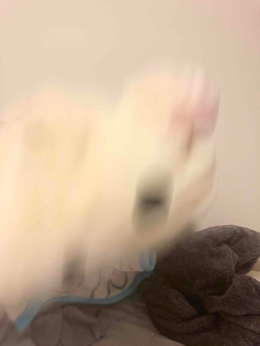 もちこ 投げられてたら日曜日終わった