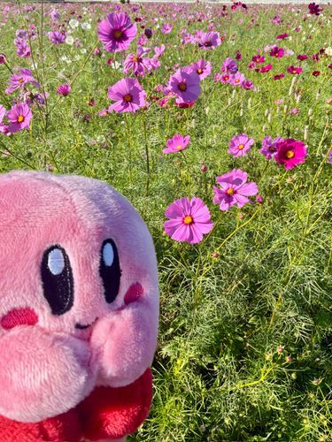 コスモス畑に行ってきたー！
まだ五分咲きくらいだったけど、綺麗だった✨