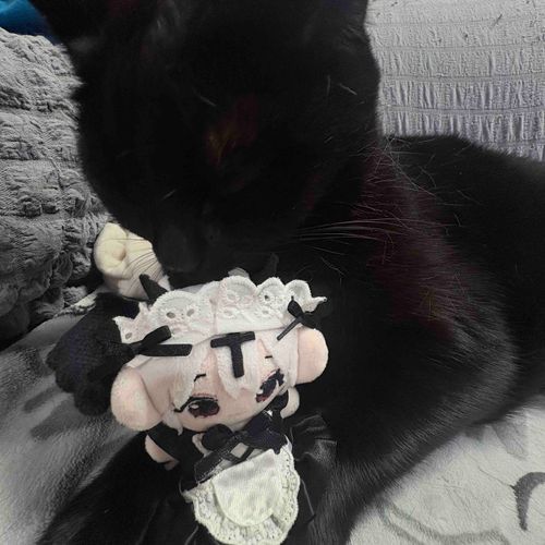 猫の日！だね