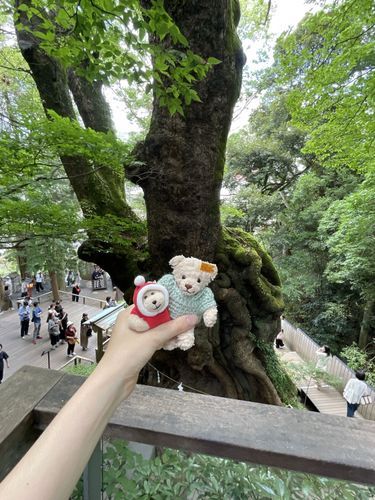 熱海で大きな楠を見てきたよ！暑かった🫠
