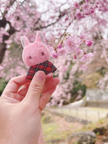 おはなみ したのだ！
さくらのはな たくさん まんかい なのだ
びみょに いろ ちがったり
おくがふかいのだ