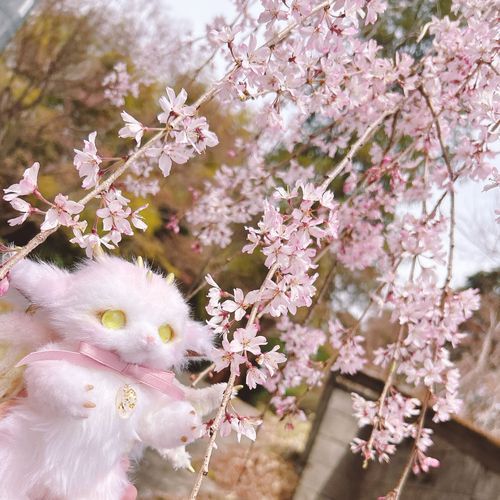 これは おっきな しだれざくら の しっぽ
どらごんちゃんと そっくり ふわふわぴんく
まんまる はなびら ではない