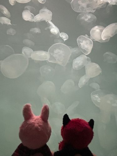 すいぞくかん と いうところ いったのだ
たのしかったのだ
おさかなさんとか なんか いろいろいたし
おしゃしん いぱい とったから みせるね