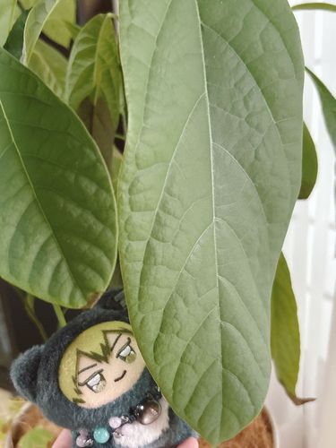 ばかでかいの はっぱ