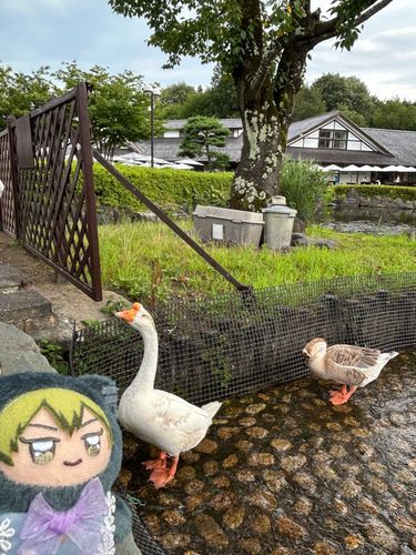 いっぽうそのころ ちみちゃん
とりさんと そうぐぅ…わ、ぐわ！