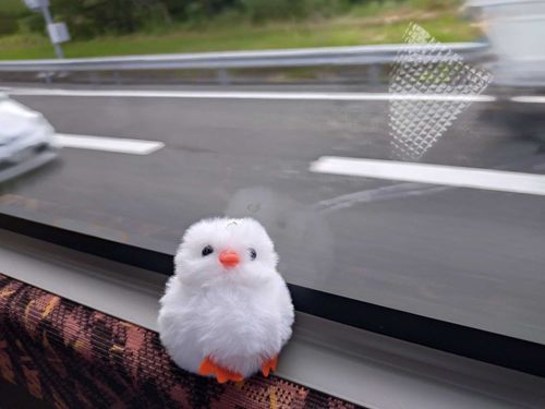 ぴーはバスにも乗れる