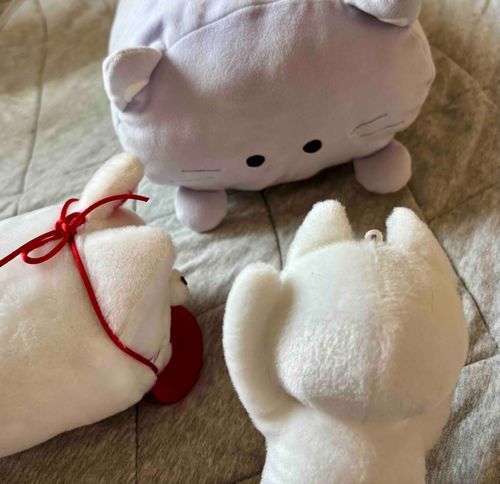 猫たちに混じってごはん調達会議をしてきたのじゃ！お主らも生きるのに大変なんじゃなあ🥲
またどこかで会うたら遊びにいこうぞ✨️