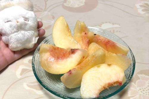 こここここんにちはっ！ほ、本日はミヤビ様に変わりまして、わたくし…みるくが撮影しておりますっ！
しがないうさぎでございますが、このような高級な桃を頂いておりましてっ！かか感激でございます！後でミヤビ様にも召し上がって頂かないと…