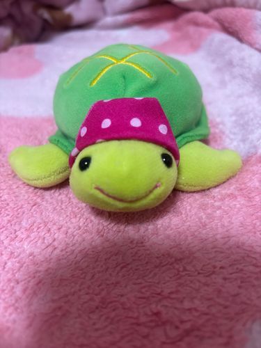 最近暑くなってきたから、主がぽてかめのために作ってくれたよ！！！三角巾なんだけど上手につくれなくて主が落ち込んでたの、ごめんねって言ったからでもこれぽてかめのお気に入りだからって言ったのそしたら主にっこり☺️明日これで一緒にお出かけするんだ🚗³₃みんなも熱中症に気をつけてね🐢💕︎