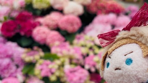 花を観察