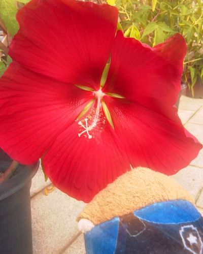花を観察