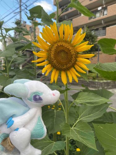 ぴかぴかの太陽みたい！