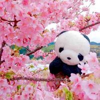 ぱん