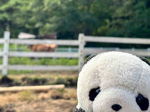 後ろにいる牛さんがすこしこわかったので、急いで写真を撮りました…🐮