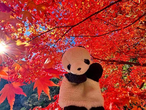 今年も紅葉がきれいだったよ🍁