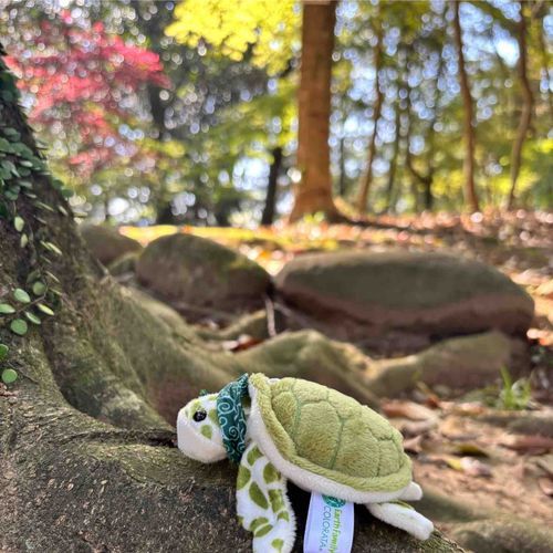 大自然なのだ‥🌳🌴🪵🌱🍀☘️🍃