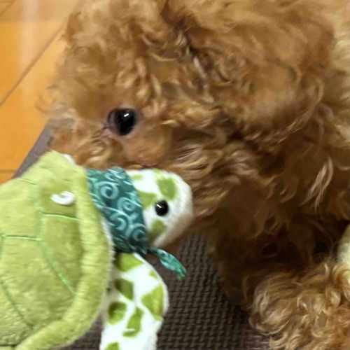 🐶こんにちは、、、🐢