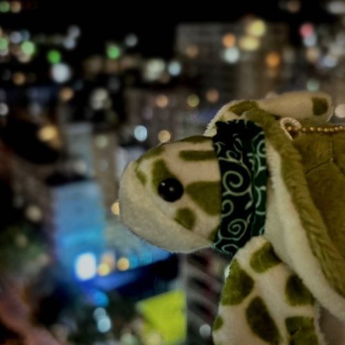 キラキラ夜景なのだ🌃