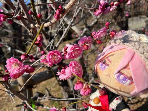 梅のお花を見に行ってきたで
よい香りがしてうっとりしてしもぅた‥