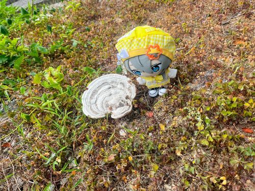 カリカリなきのこさんっす
雨がぜんぜんふらないからしんどいっすね‥
すこしだけでも降ってほしっす‥