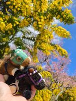 あせびと仲間たち