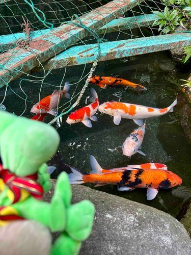 ギャラドスにはならないらしい…🌿
