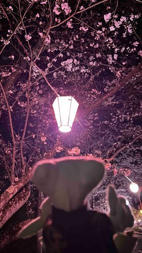 提灯も良いな🌿