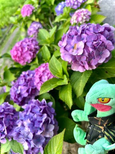 アジサイが綺麗だ🌿