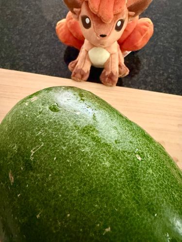 大きい冬瓜だね……