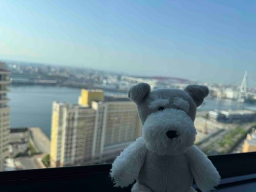 USJきたで

今日はゆっくりして
明日はめちゃくちゃはしゃくで

シュナウザーは大人料金らしいで