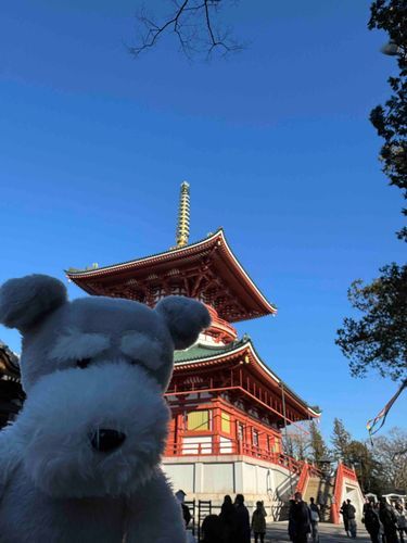 お前らあけおめやで！
成田山行ってきたで。

今年もシュナウザー界隈をよろしくやで。