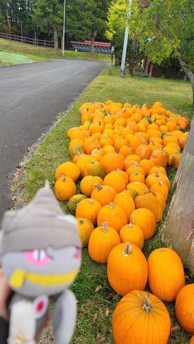 たくさんのハロウィンかぼちゃ
例年は公園のそこかしこに顔を彫ったかぼちゃがあるらしいんだけど
今年はここにかぼちゃがあるだけだった