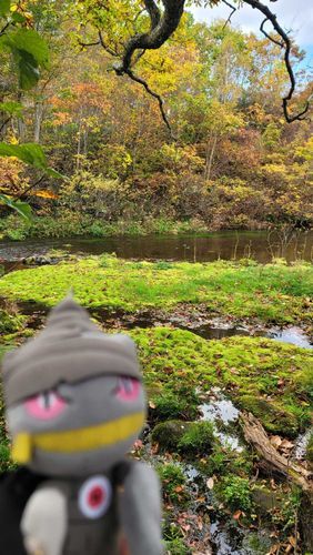 沼の水が湧いてるところ
まるでジブリの世界みたい