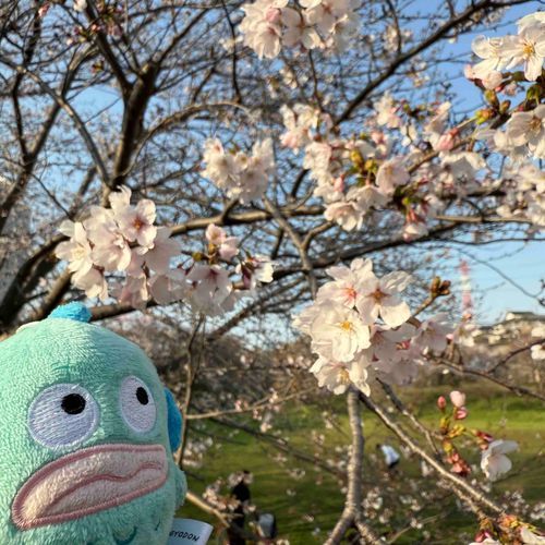 今日はお花見をしに来たよ。
桜って本当にきれいでかわいい！
みんなの心にもたくさん桜が咲きますように🌸