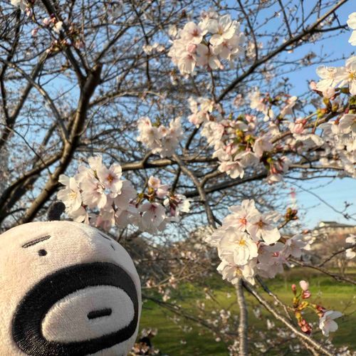 おやじっち 桜にときめく。