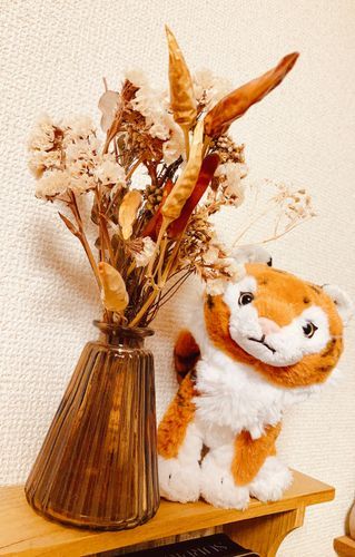 琥珀が初めてお家に来た日の写真
2023年9月18日のこと
こはにゃんももう３歳なんだね

🐯がうゎ！